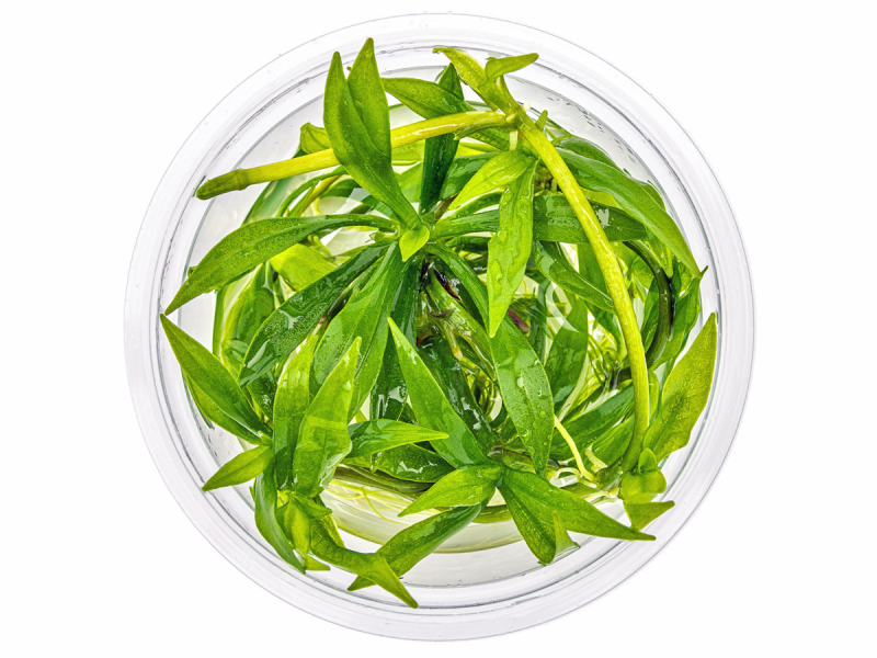 Schmalblättrige Schwertpflanze - Helanthium bolivianum Quadricostatus in vitro